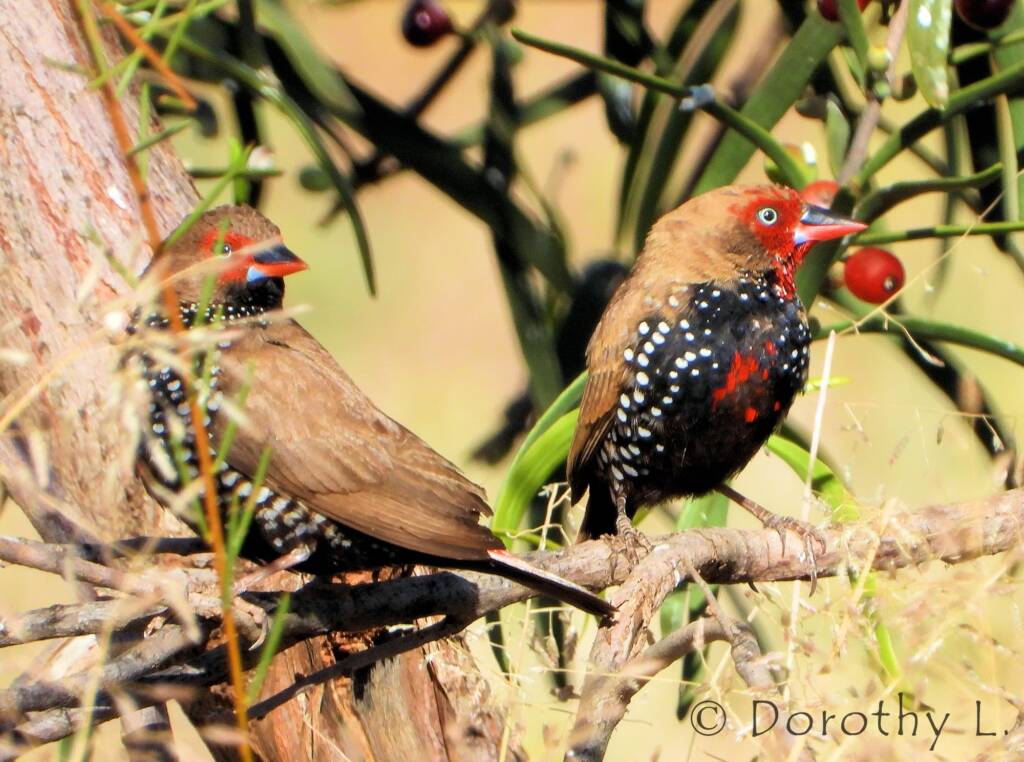 Painted Finch (Emblema pictum)