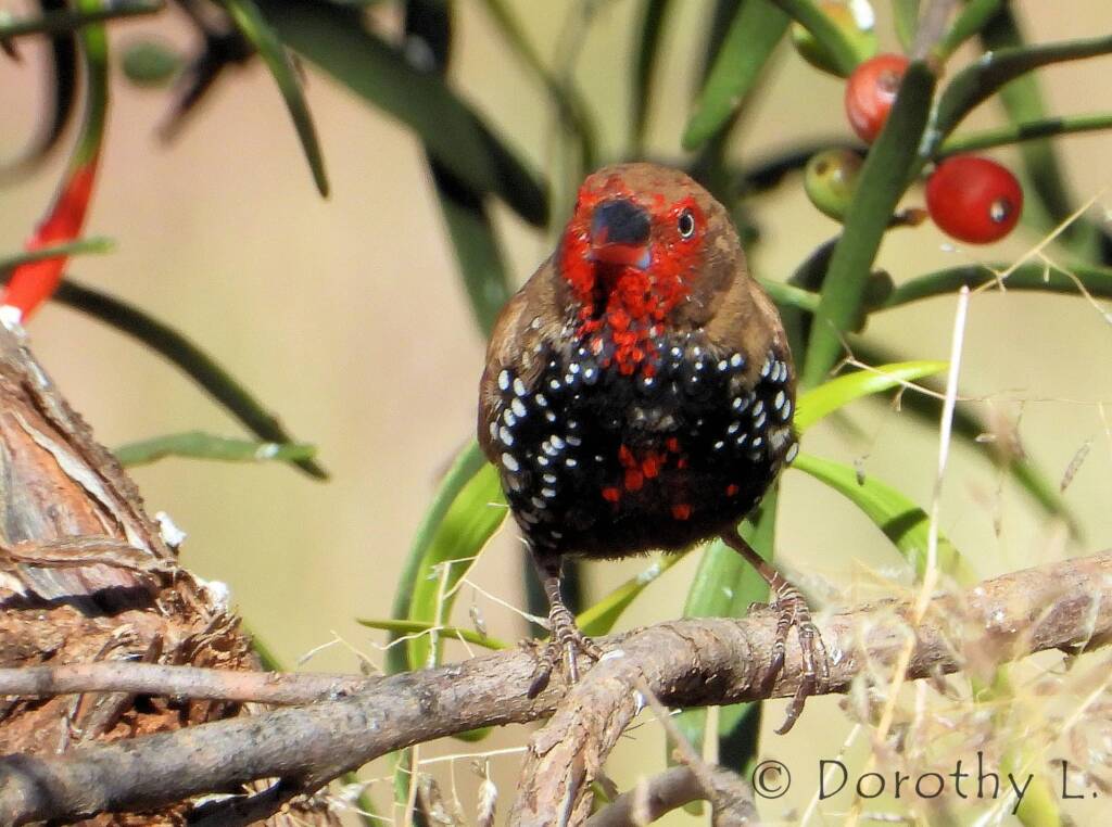 Painted Finch (Emblema pictum)