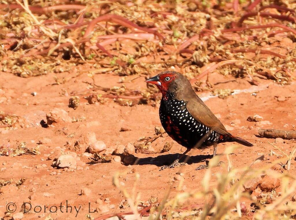 Painted Finch (Emblema pictum)