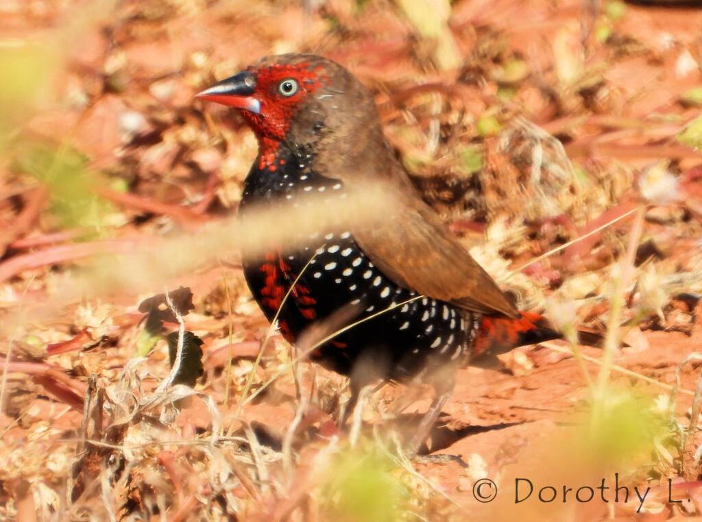 Painted Finch (Emblema pictum)Painted Finch (Emblema pictum)
