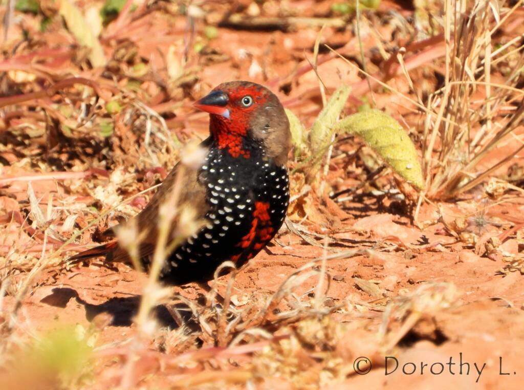 Painted Finch (Emblema pictum)