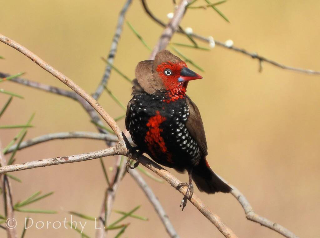 Painted Finch (Emblema pictum), Central Australia