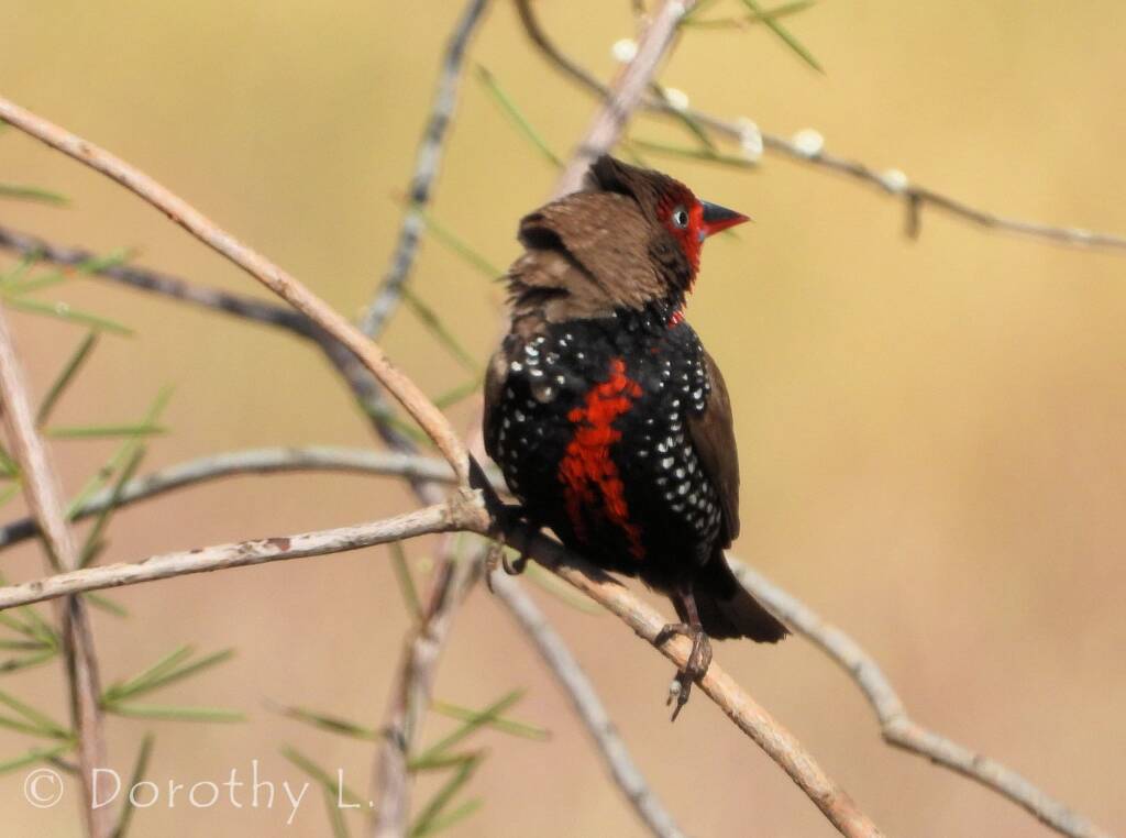 Painted Finch (Emblema pictum), Central Australia