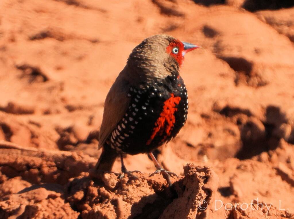 Painted Finch (Emblema pictum), Central Australia