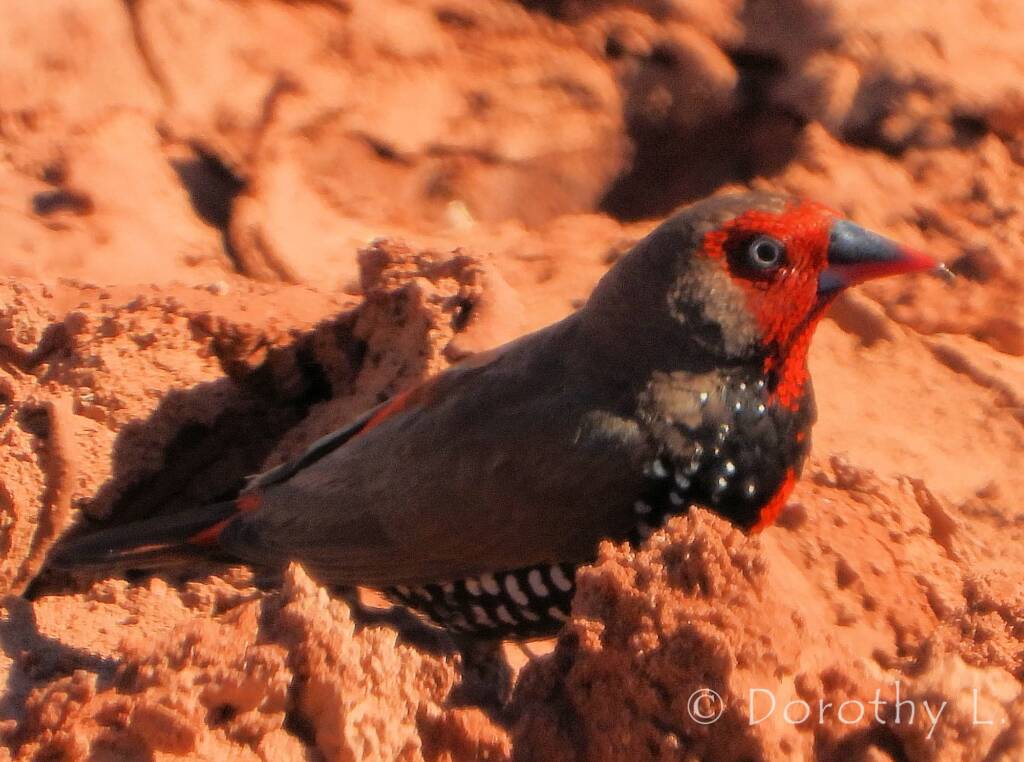 Painted Finch (Emblema pictum), Central Australia