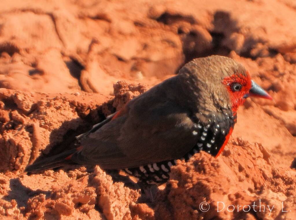 Painted Finch (Emblema pictum), Central Australia