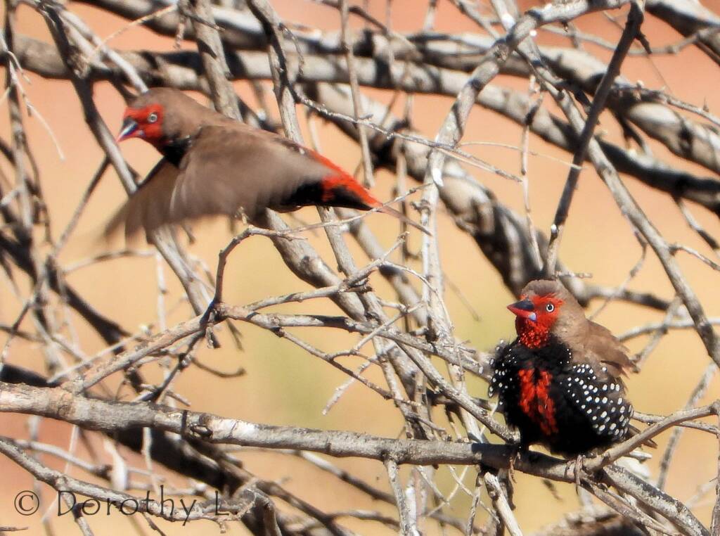 Painted Finch (Emblema pictum), Central Australia