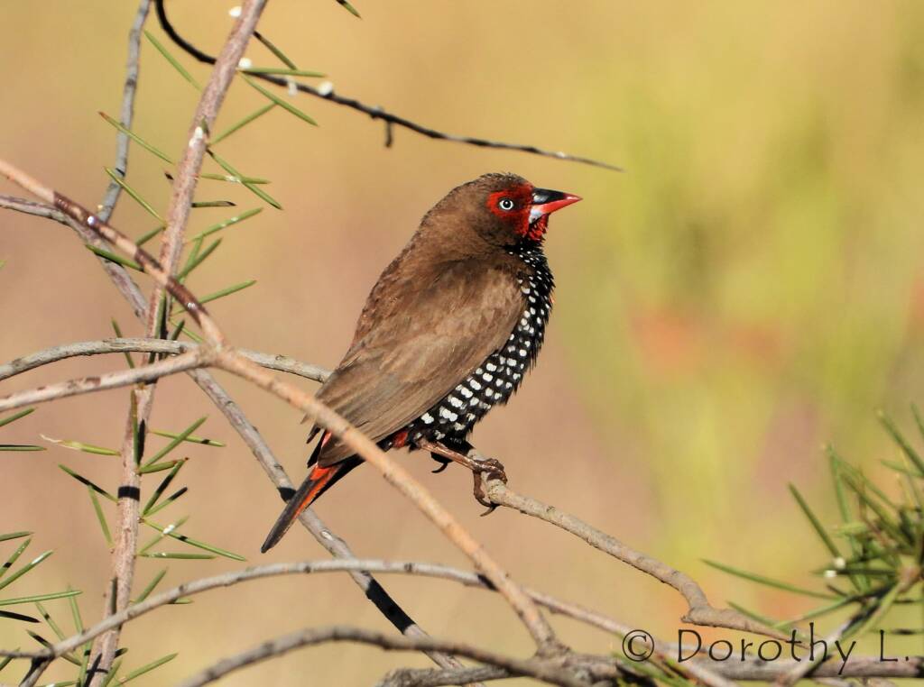 Painted Finch (Emblema pictum), Central Australia