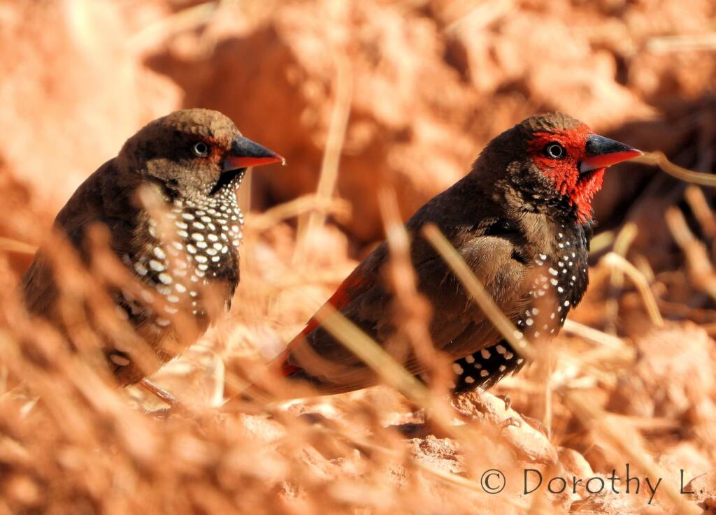 Painted Finch (Emblema pictum), Central Australia