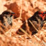 Painted Finch (Emblema pictum), Central Australia