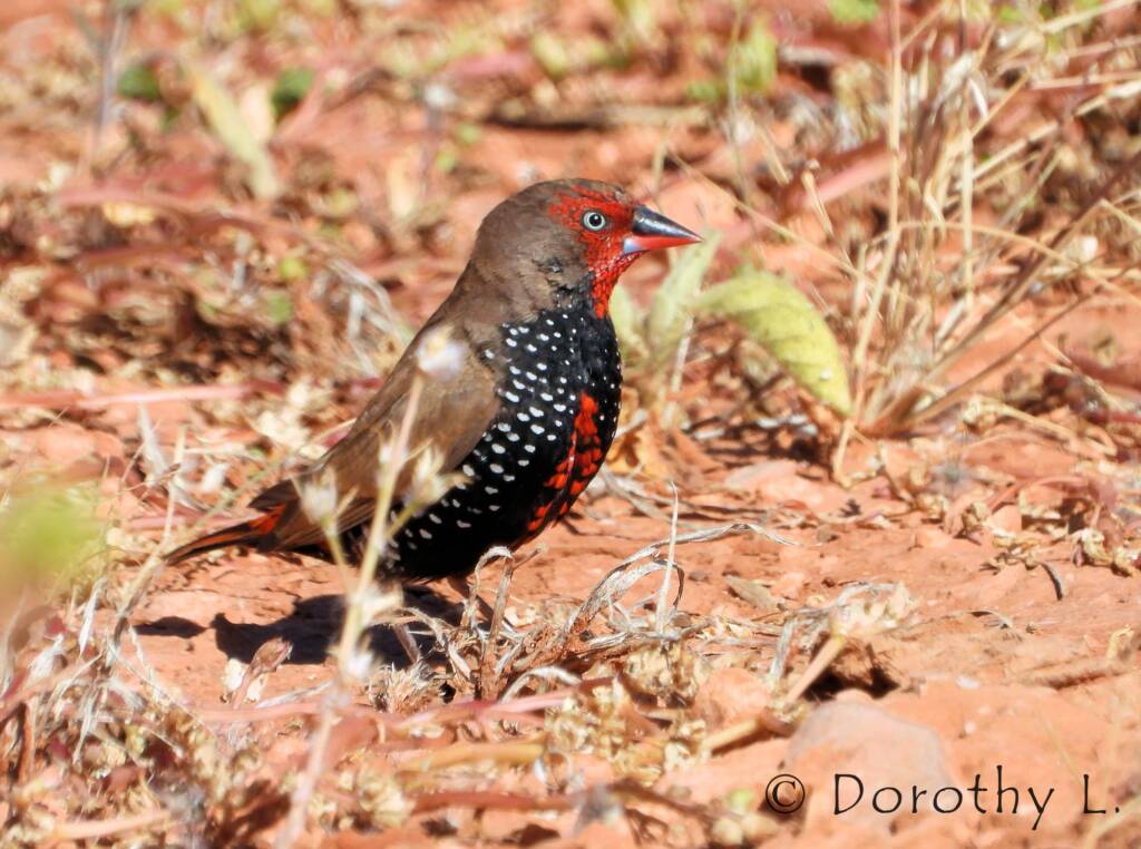 Painted Finch (Emblema pictum), Central Australia