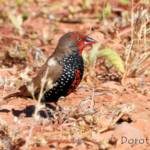 Painted Finch (Emblema pictum), Central Australia