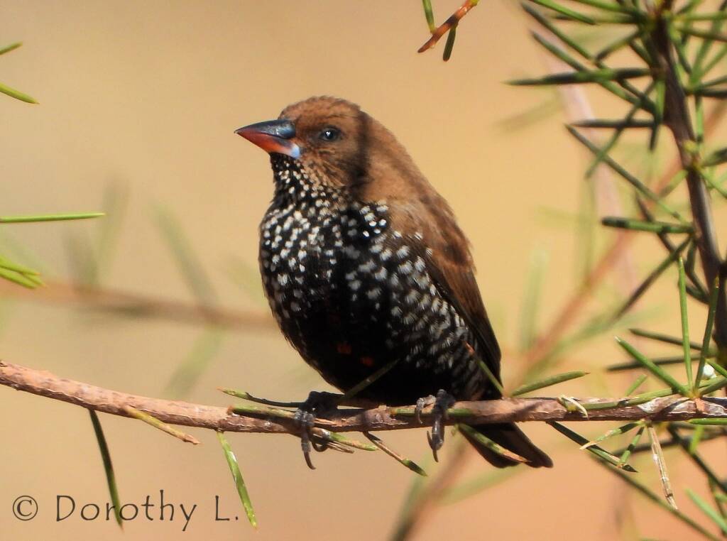 Painted Finch (Emblema pictum)