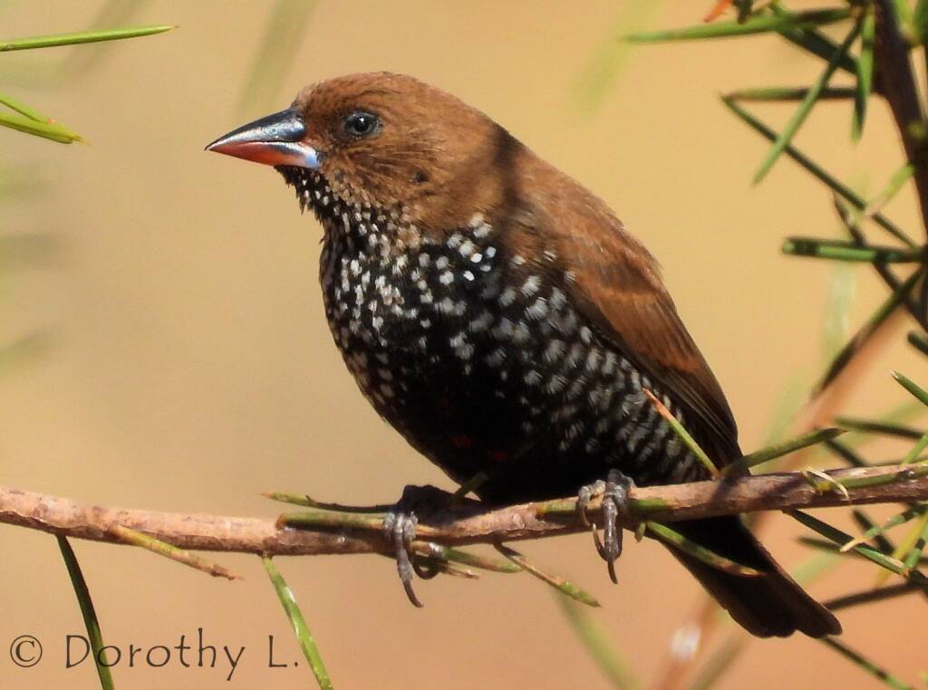 Painted Finch (Emblema pictum)