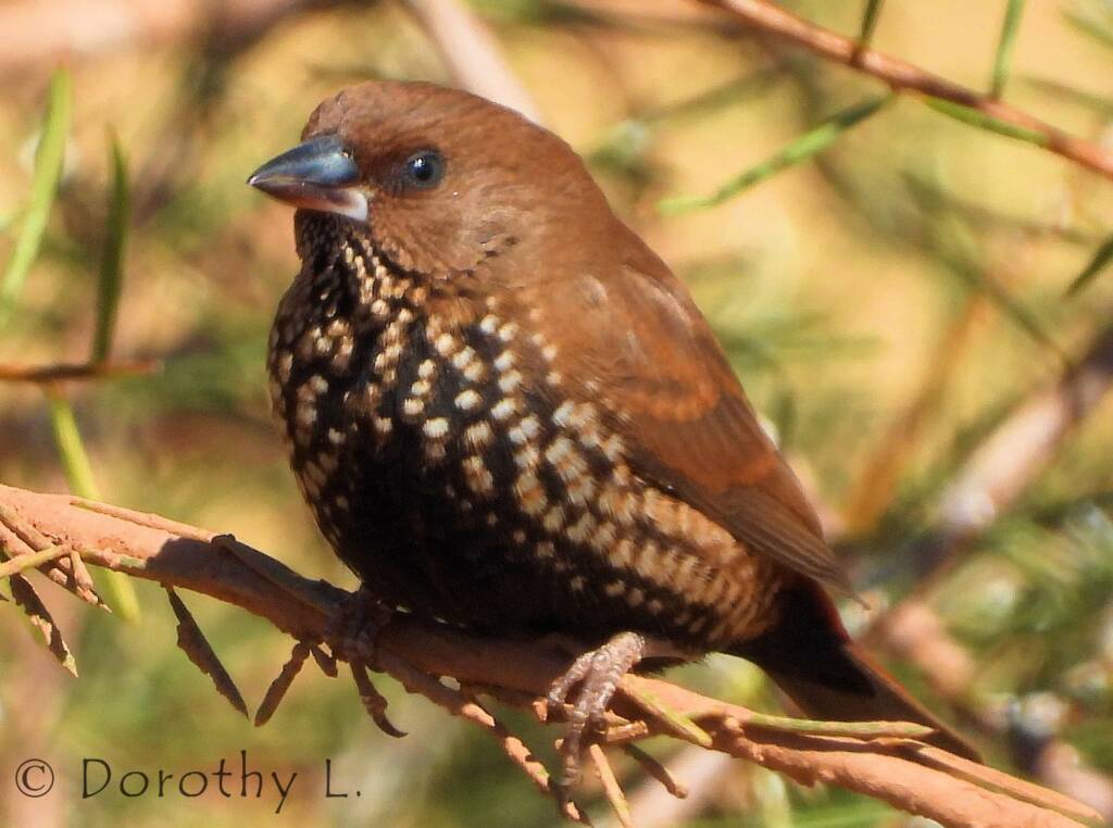 Painted Finch (Emblema pictum)