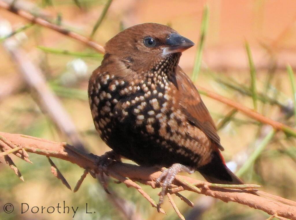 Painted Finch (Emblema pictum)