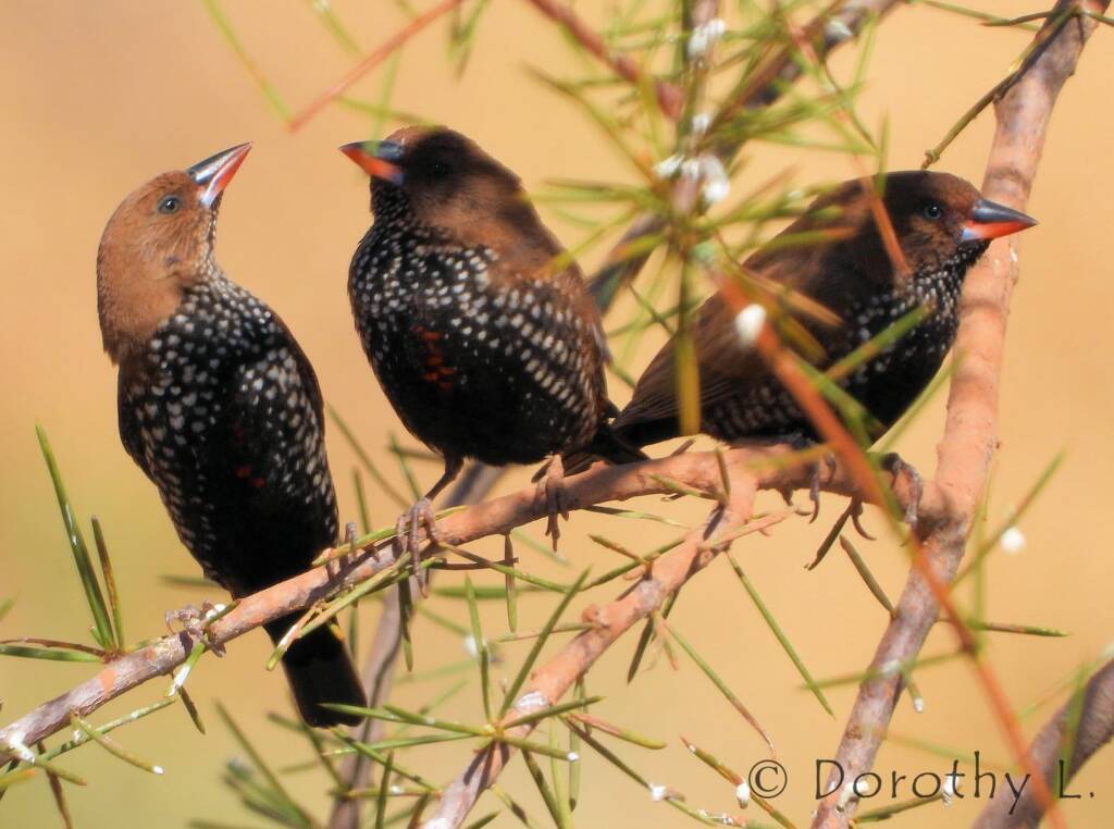 Painted Finches (Emblema pictum)