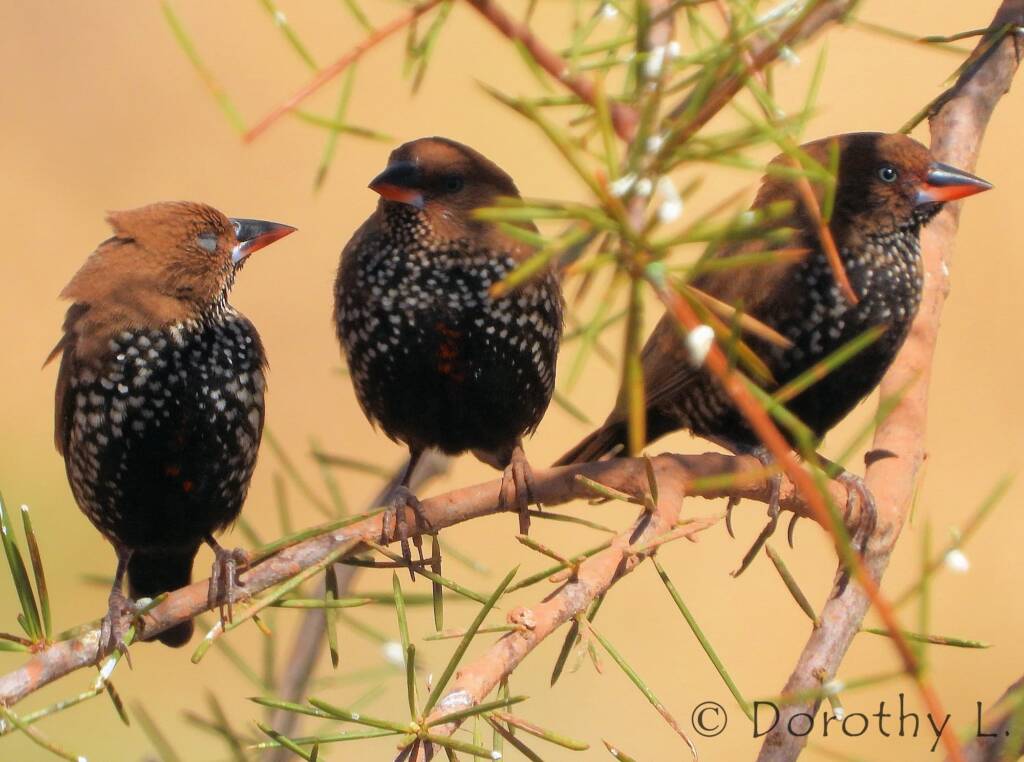 Painted Finches (Emblema pictum)
