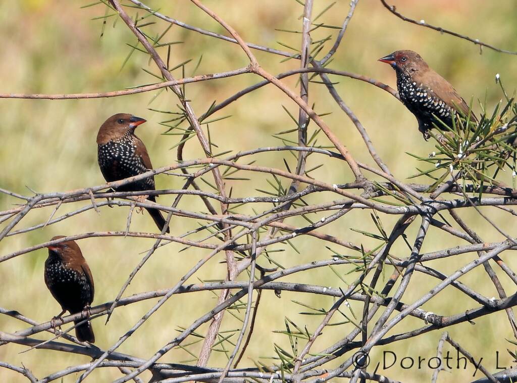 Painted Finches (Emblema pictum)