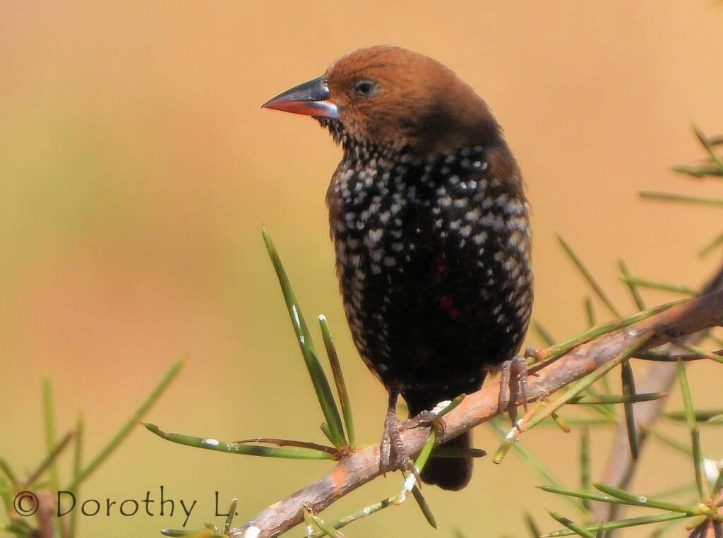 Painted Finch (Emblema pictum)