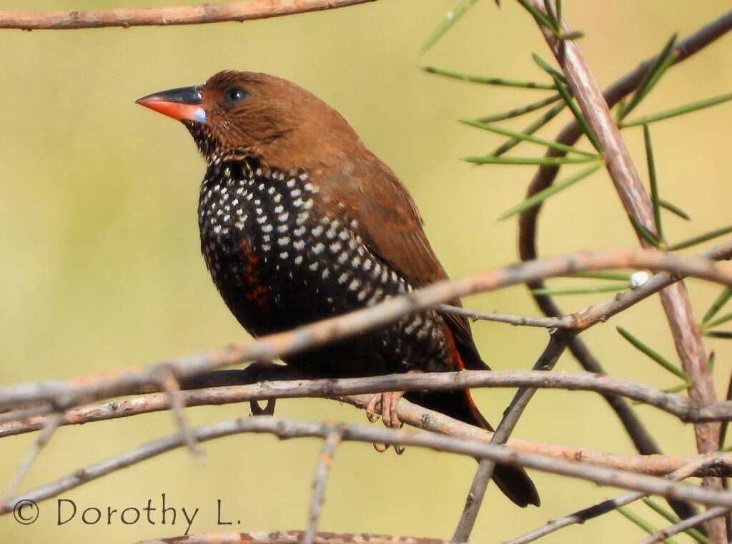 Painted Finch (Emblema pictum)