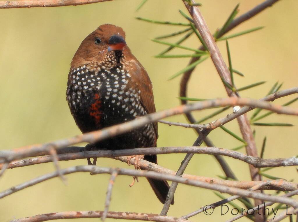 Painted Finch (Emblema pictum)