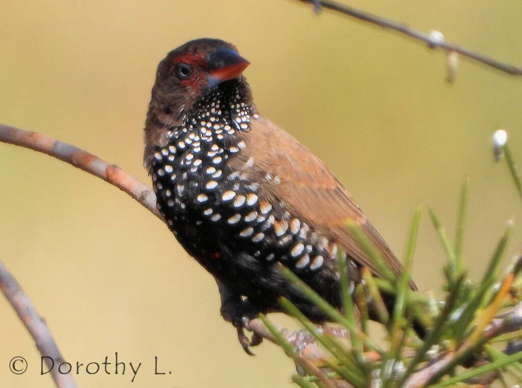 Painted Finch (Emblema pictum)