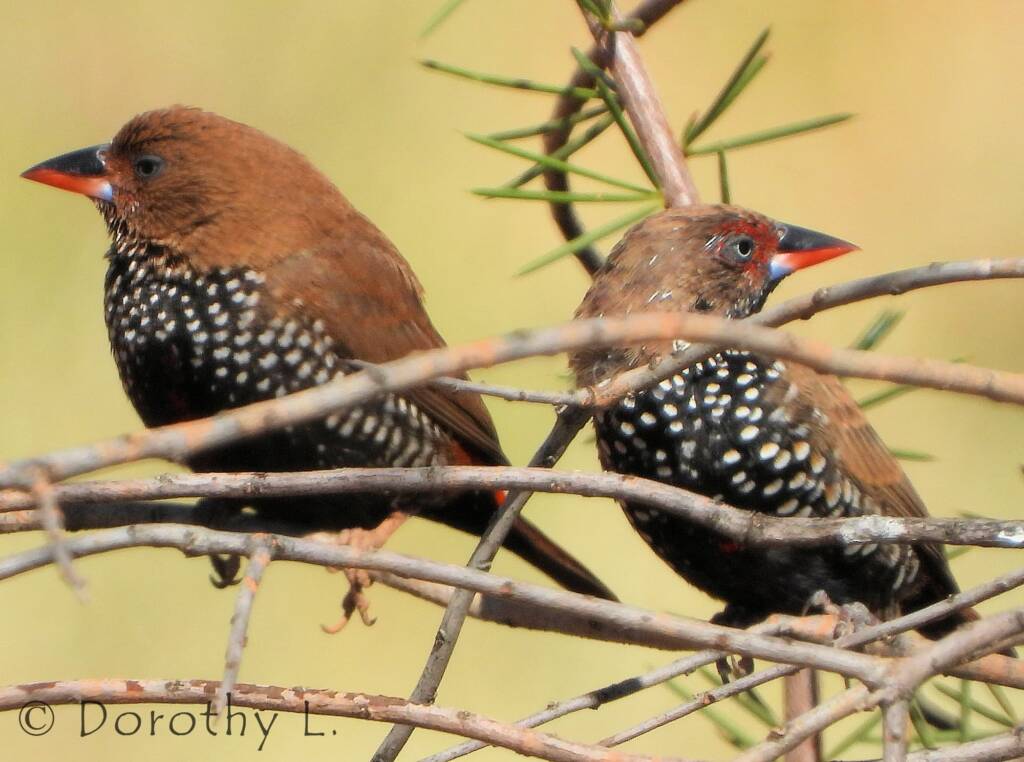 Painted Finches (Emblema pictum)