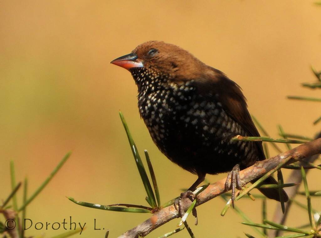 Painted Finch (Emblema pictum)