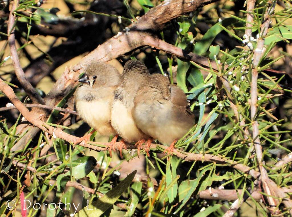 Juvenile Zebra Finches (Taeniopygia guttata)