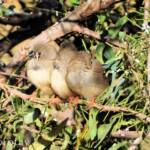 Juvenile Zebra Finches (Taeniopygia guttata)