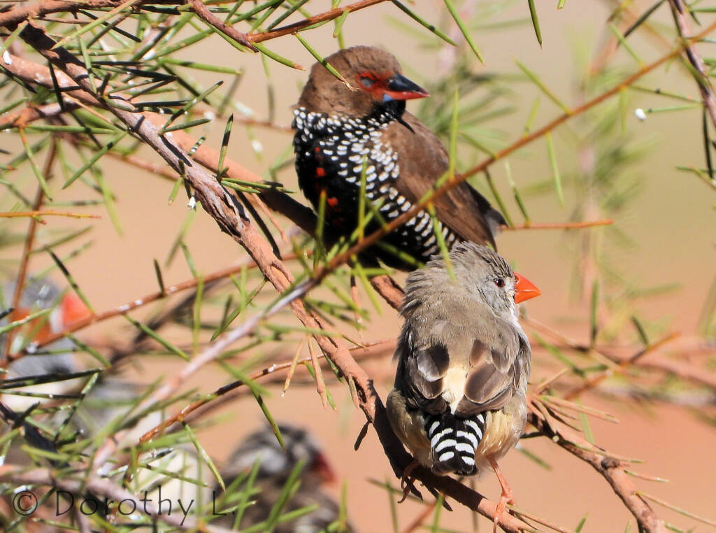 Painted Finch (Emblema pictum) and Zebra Finch (Taeniopygia guttata)