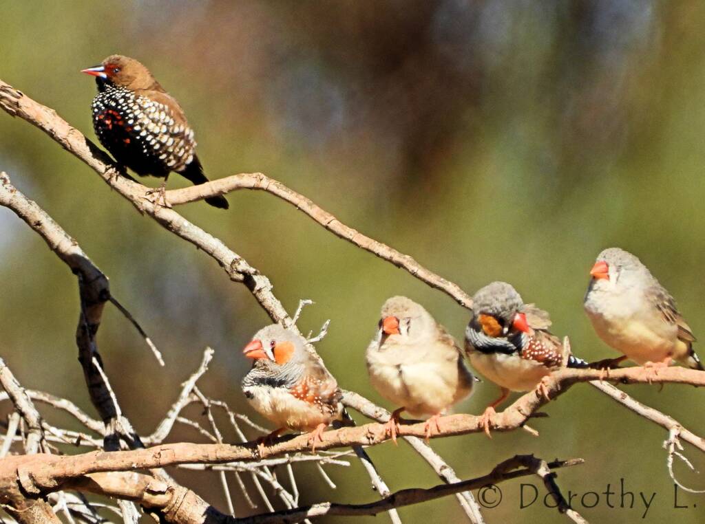 Painted Finch (Emblema pictum) and Zebra Finch (Taeniopygia guttata)