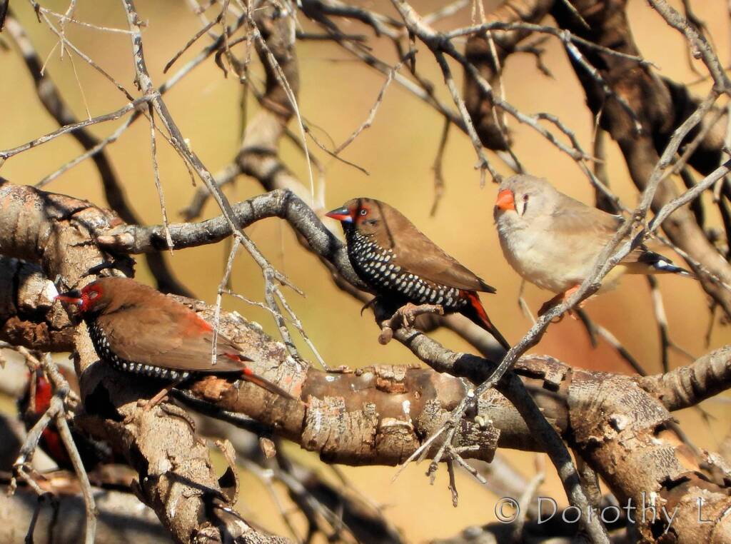 Painted Finch (Emblema pictum) and Zebra Finch (Taeniopygia guttata)