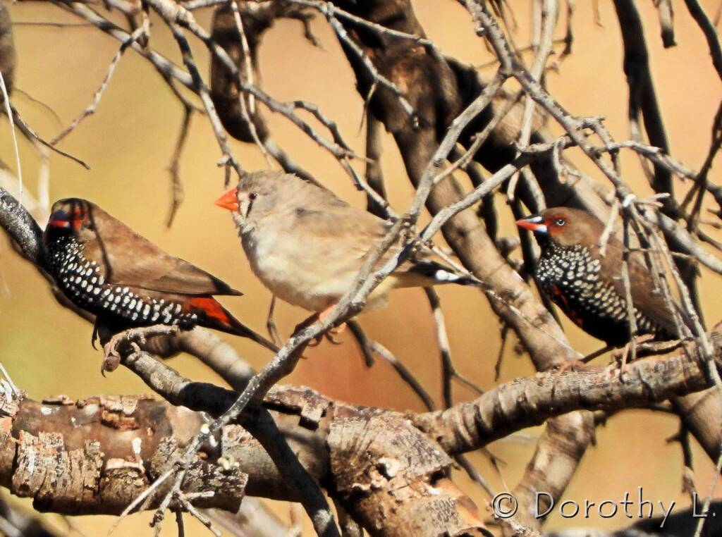 Painted Finch (Emblema pictum) and Zebra Finch (Taeniopygia guttata)