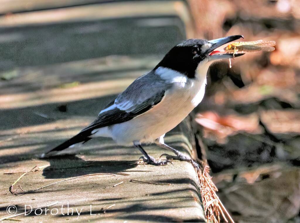 Pied Butcherbird (Cracticus nigrogularis)