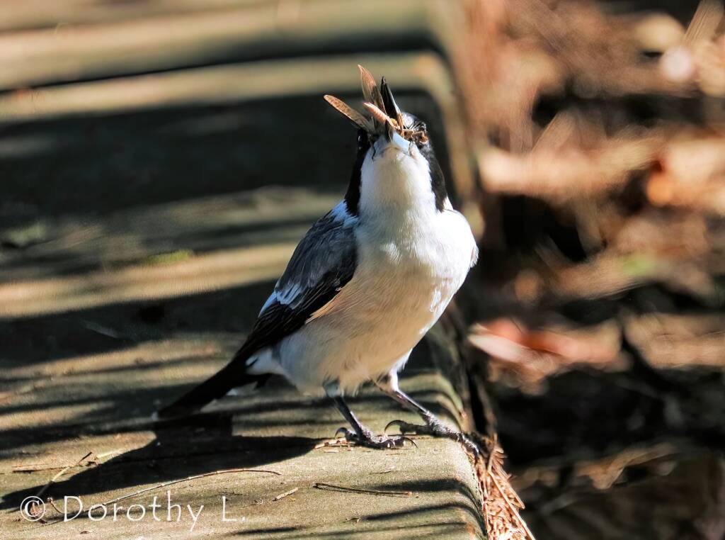 Pied Butcherbird (Cracticus nigrogularis)