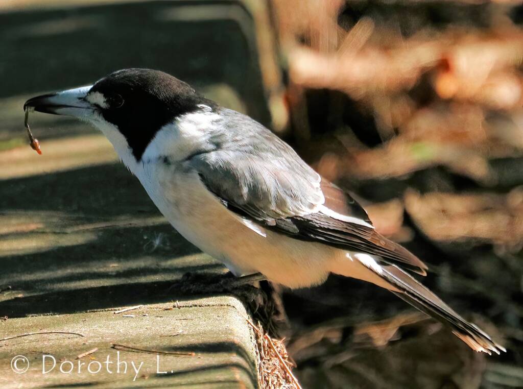 Pied Butcherbird (Cracticus nigrogularis)
