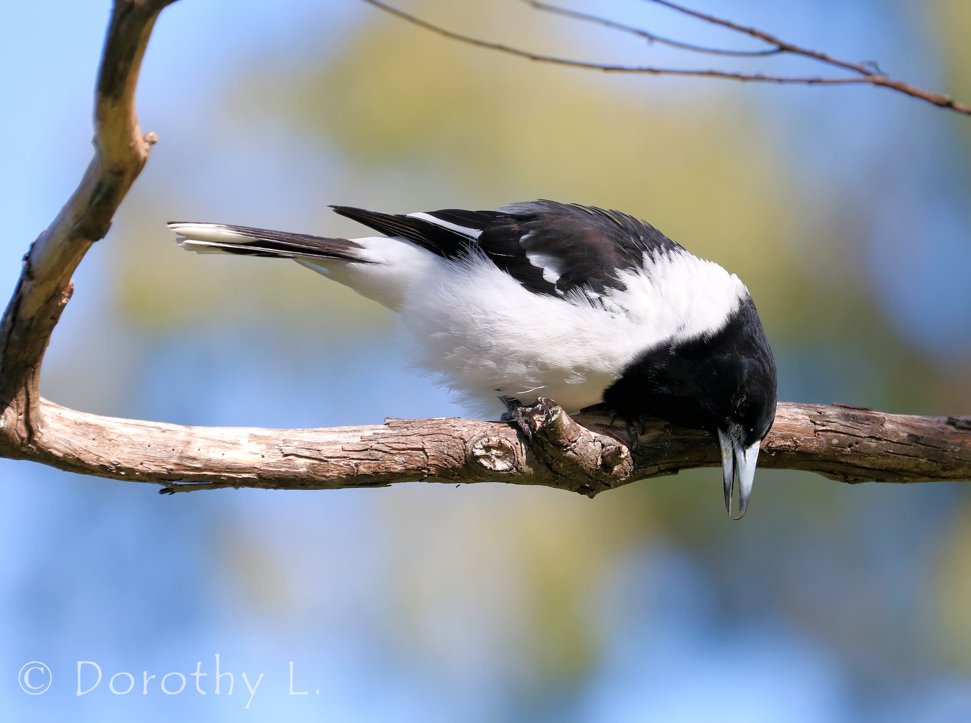 Pied Butcherbird (Cracticus nigrogularis)