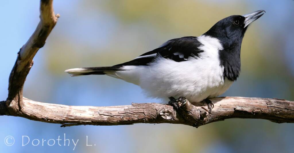 Pied Butcherbird (Cracticus nigrogularis)