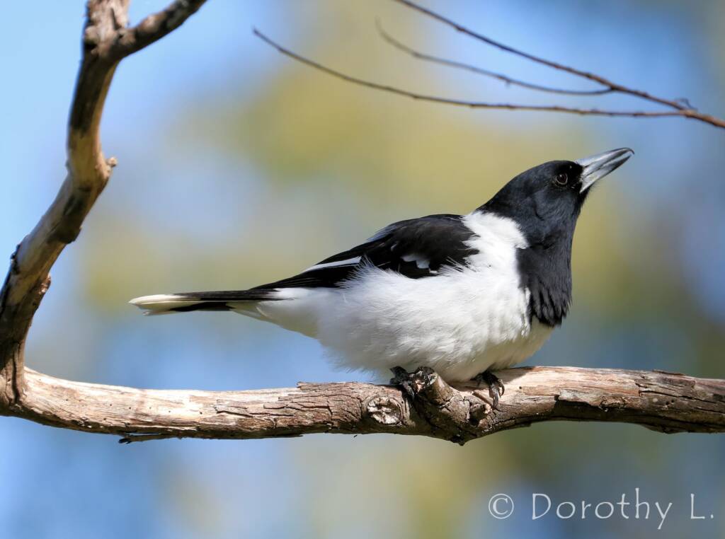 Pied Butcherbird (Cracticus nigrogularis)