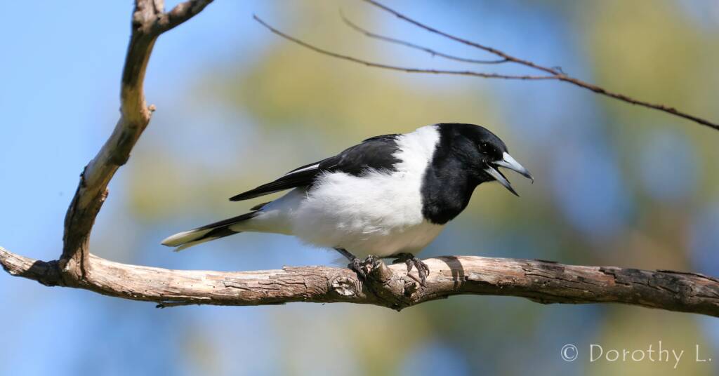 Pied Butcherbird (Cracticus nigrogularis)