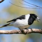 Pied Butcherbird (Cracticus nigrogularis)