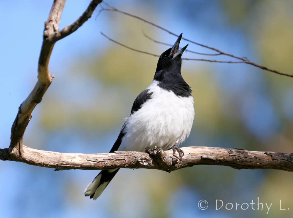 Pied Butcherbird (Cracticus nigrogularis)