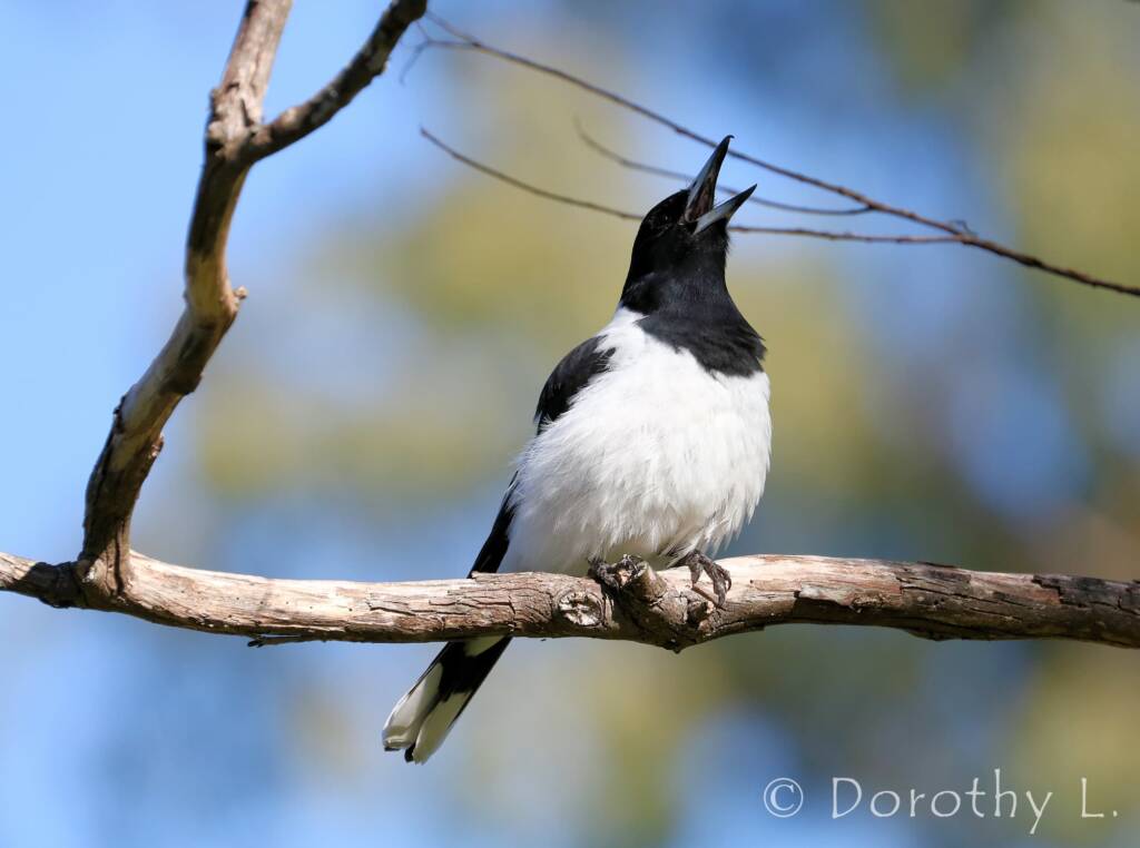 Pied Butcherbird (Cracticus nigrogularis)