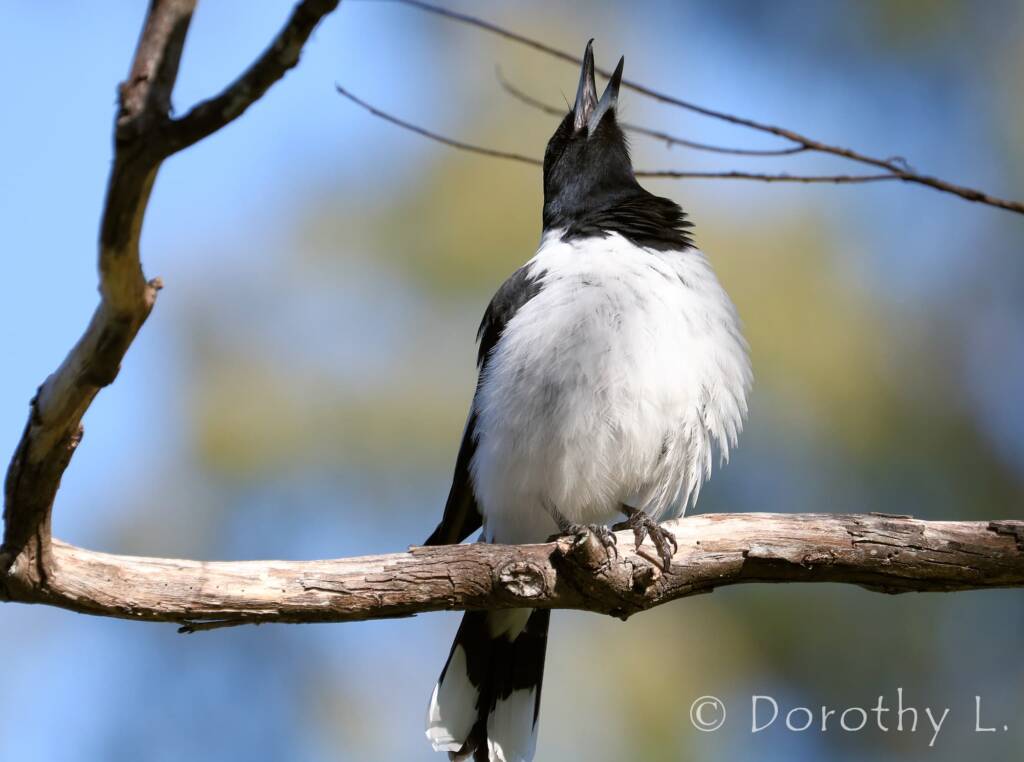 Pied Butcherbird (Cracticus nigrogularis)