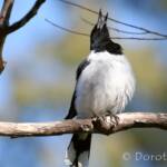 Pied Butcherbird (Cracticus nigrogularis)