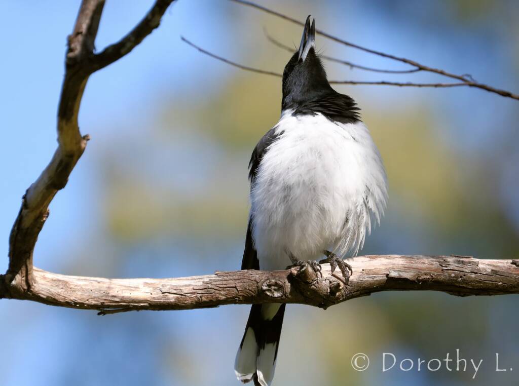 Pied Butcherbird (Cracticus nigrogularis)