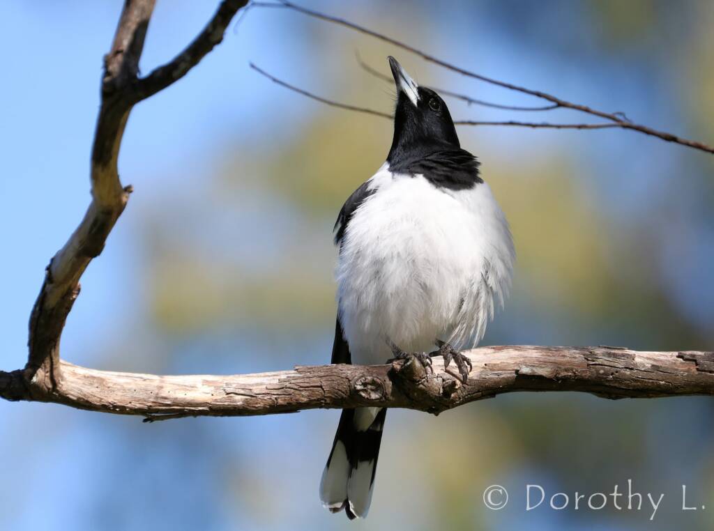 Pied Butcherbird (Cracticus nigrogularis)