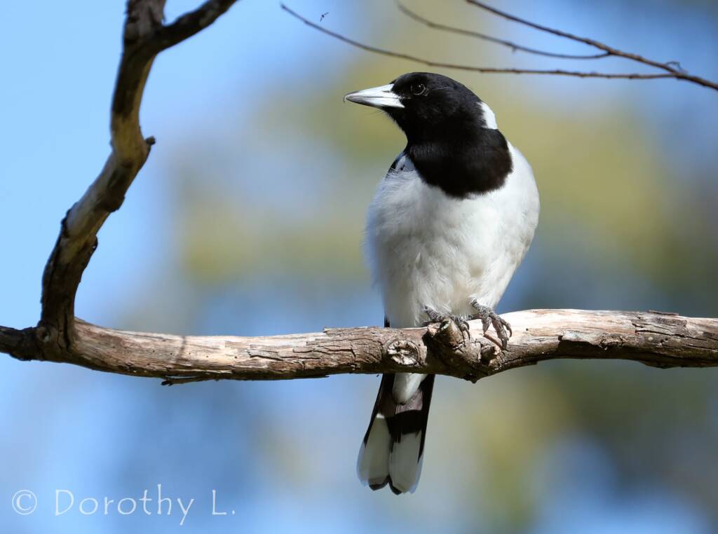 Pied Butcherbird (Cracticus nigrogularis)